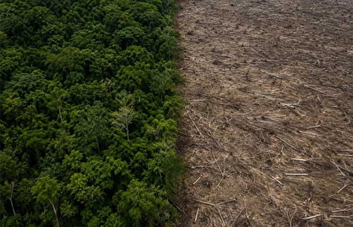 Oitenta por cento do vazio: como o Brasil protege no papel o que deixa morrer no orçamento