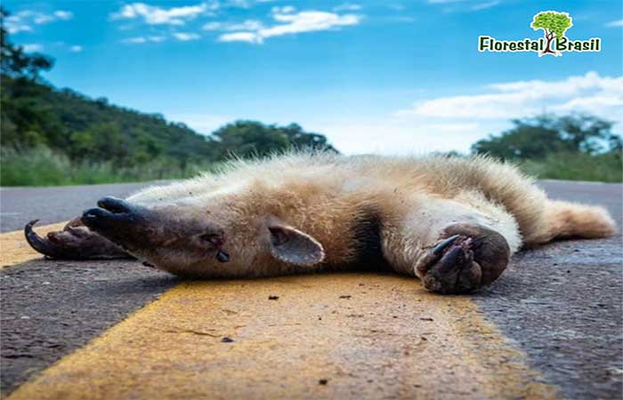 Câmara aprova plano para reduzir atropelamentos de animais em rodovias e ferrovias