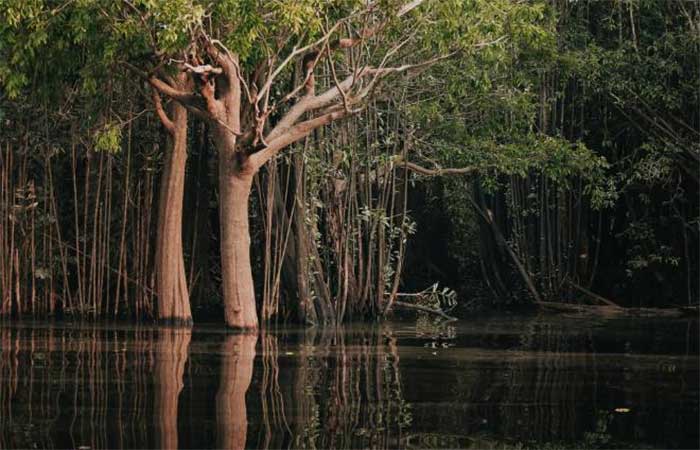 Reprodução de mais de 99% das espécies de árvores amazônicas é dependente da ação de animais
