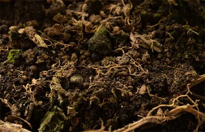 Bactérias do solo acionam escudo natural das plantas contra doenças