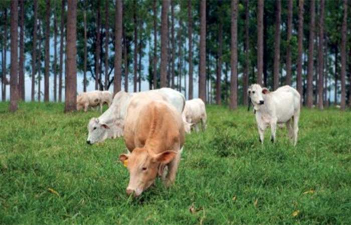 Pesquisas sobre produção animal e clima crescem, mas ainda é desafio levar ciência ao campo