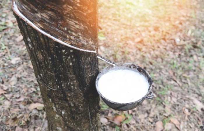 Estudo revela erro que compromete a produção de látex em seringueiras clonadas