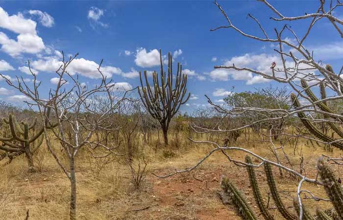 Caatinga avança para ter primeira política nacional de recuperação ambiental; projeto vai à sanção presidencial