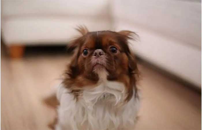 Estudo revela que mais de 84% dos cães apresentam sinais de medo e ansiedade
