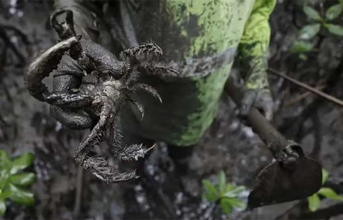 Pesquisadores identificam presença de mercúrio e chumbo em caranguejos