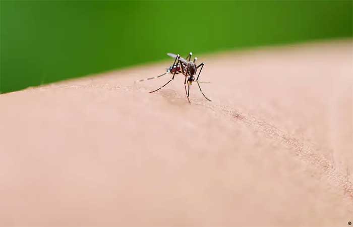 Por que mosquitos são mais perigosos que leões