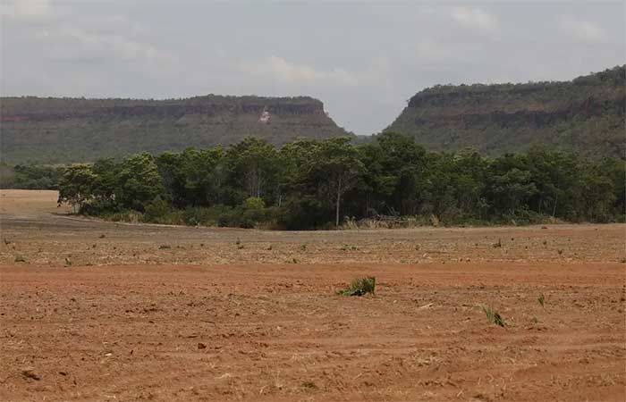 Fragmentos de vegetação nativa cresceram no país 260% em 38 anos