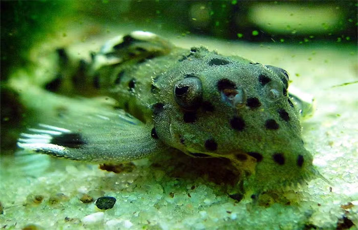 Peixes amazônicos saem da lista de ameaçados, mas outros animais entram