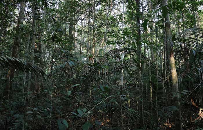 Mesmo impactadas, florestas primárias ainda são principal fonte de biodiversidade na Amazônia