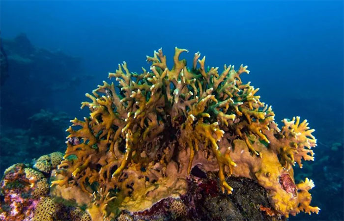 Na Bahia, coral invasor vira base para salvar coral-de-fogo
