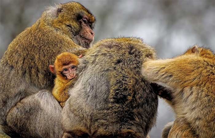 Espécies podem entrar em colapso repentinamente, mesmo quando as mudanças climáticas são lentas