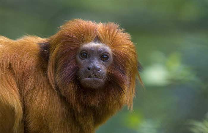 WWF-Brasil celebra 30 anos de atuação na Mata Atlântica
