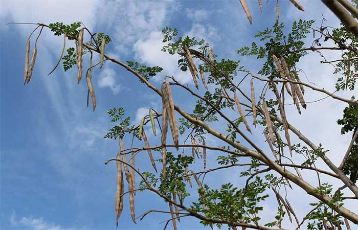 Moringa pode remover até 98,5% dos microplásticos da água