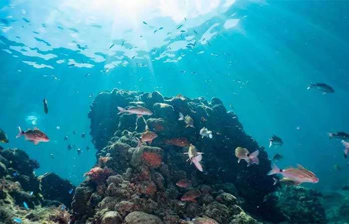 A acidificação dos oceanos está arruinando a vida social dos peixes de recife