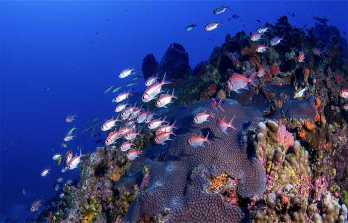 Peixes de recifes profundos mostram maior variedade de funções ecológicas