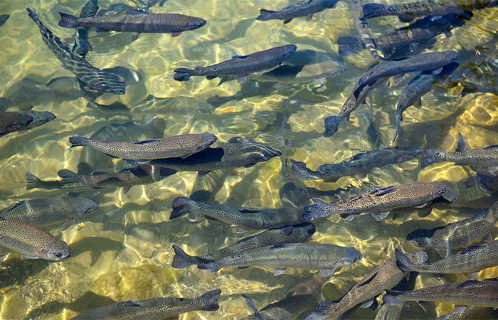 Mudanças climáticas podem desestabilizar rios e colocar peixes em risco, aponta estudo