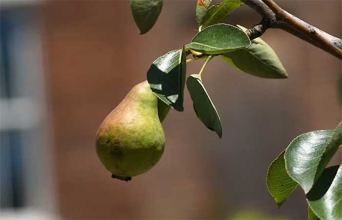 Do microclima à alimentação: pesquisa da USP aponta benefícios das plantas comestíveis nas cidades