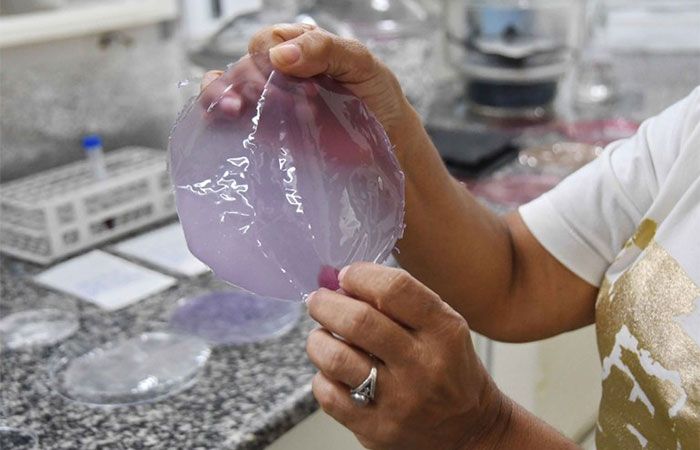 Plástico feito de caroços decompõe-se em até 24 meses
