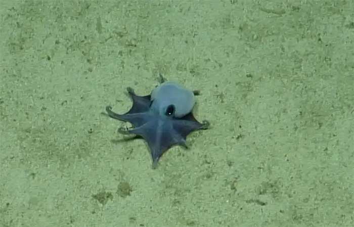 Cientistas descobrem nova espécie de polvo em Galápagos