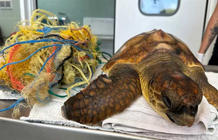 A poluição plástica já afeta sete em cada dez tartarugas marinhas resgatadas no Mediterrâneo