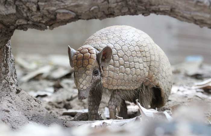 Tatu-bola, que inspirou o mascote da Copa de 2014, segue ameaçado de extinção