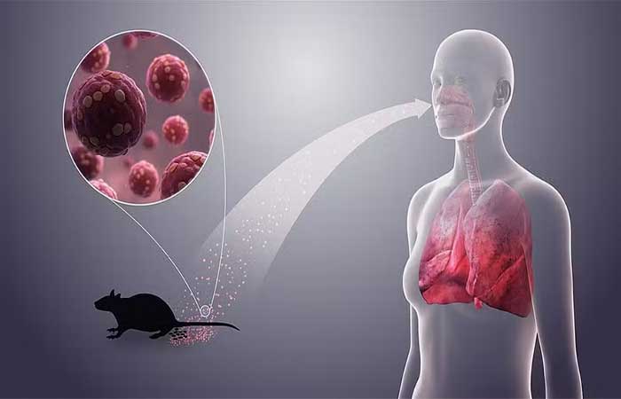 Hantavírus pode provocar nova pandemia? Especialistas analisam riscos