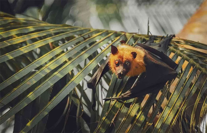 O aumento das temperaturas está alterando a localização dos surtos de vírus em animais