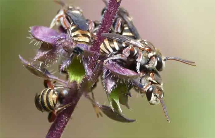 A maioria das abelhas é solitária e não vive em colmeias: como as mudanças climáticas as colocam em risco de morrer de fome