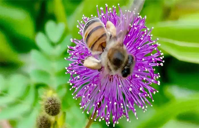 Mais observadores: participação da população aumenta registros da biodiversidade no Brasil