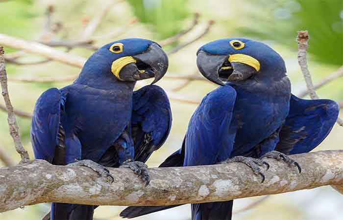 790 espécies sob risco: o Brasil publica seu retrato mais detalhado da fauna ameaçada