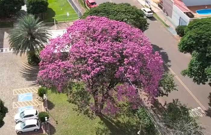 Capital mais arborizada do Brasil cria lei para proteger árvore símbolo da cidade