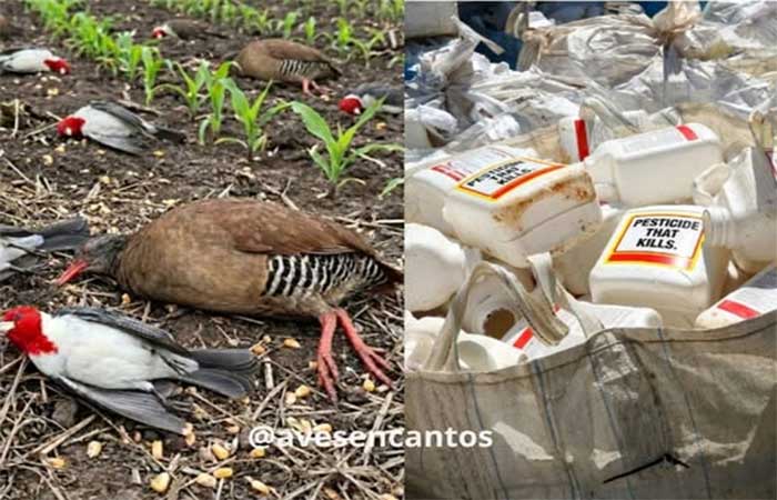 O silêncio forçado dos céus do Cerrado: Como os agrotóxicos estão dizimando nossas aves