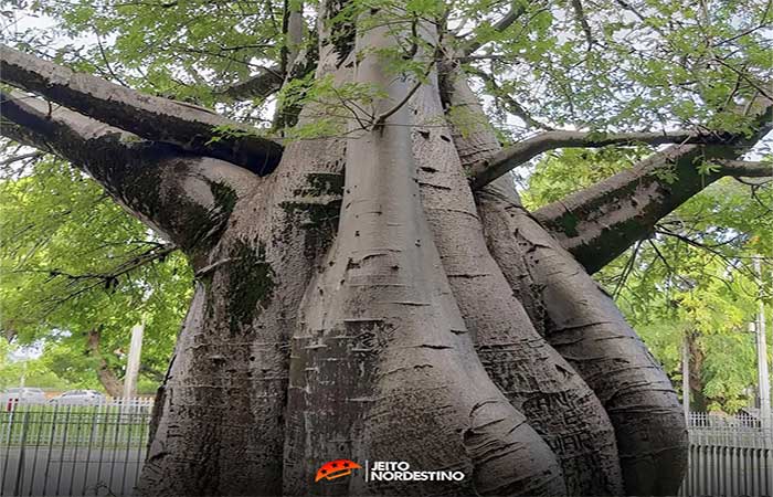 Com mais de 150 Baobás, Recife é a cidade com mais Baobás do mundo fora da África