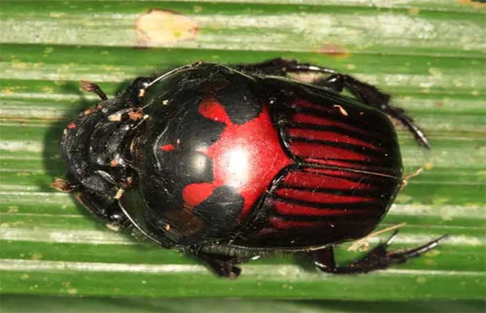Estudo revela que mineração de ouro prejudica as comunidades de besouros na Amazônia