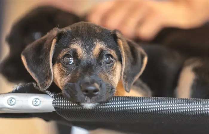 Comissão aprova política de educação para proteção e respeito aos animais
