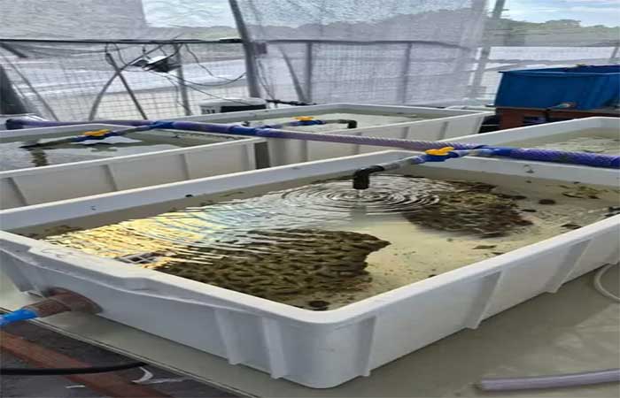 ‘Agricultura de corais’: projeto mira reconstrução de recifes marinhos, ameaçados de sumir com o aquecimento dos oceanos