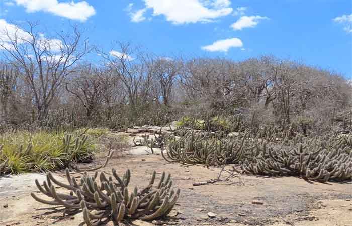 Desertificação ameaça 95% do território paraibano