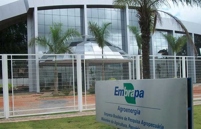 Do coco ao algodão: o impacto da Embrapa na transformação do Nordeste
