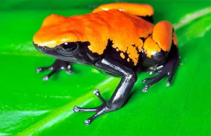 Proposta do Ibama aprovada pela Cites reforça combate ao tráfico internacional de fauna