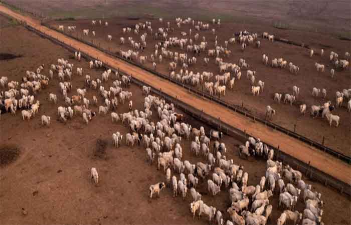 Conheça os sete estados responsáveis por mais da metade das emissões do Brasil