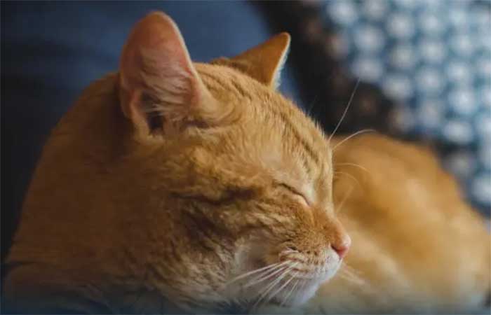 Pesquisa indica que gatos não agravam quadro de asma em crianças