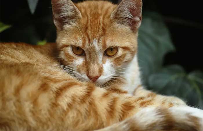 Mais que animais domésticos: estudo mostra que 50% dos gatos chegam aos lares por adoção