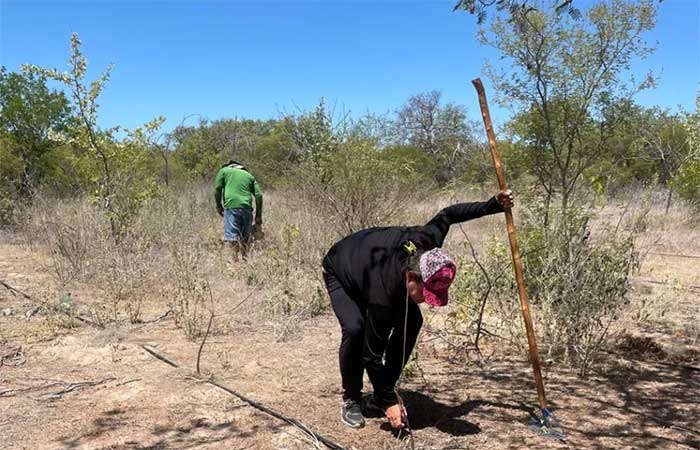 Lula sanciona política de recuperação da Caatinga