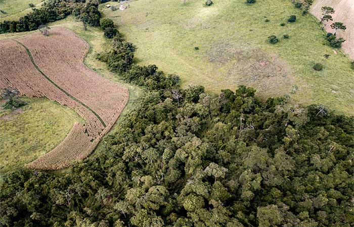 Recuperar a Mata Atlântica é investir na produção do futuro