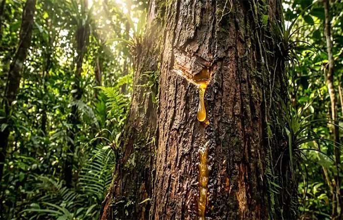 Como a copaíba produz um óleo essencial puríssimo que a ciência moderna consagrou como o antibiótico natural da Amazônia