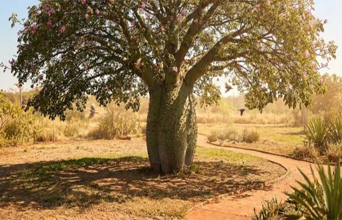 A árvore sul-americana de tronco barrigudo que guarda água na seca e transforma jardins grandes com uma florada rosa no frio
