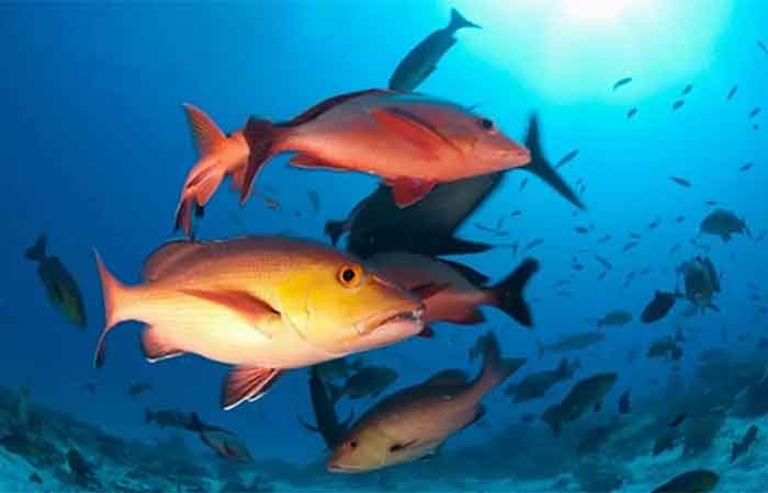 490 espécies num espelho: o Brasil mapeia o que resta de sua fauna aquática