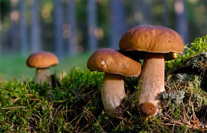 Uma única dose de psilocibina devolve temporariamente funções perdidas em paciente com Alzheimer