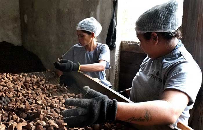Produtos florestais não madeireiros mostram que é possível aliar desenvolvimento e conservação
