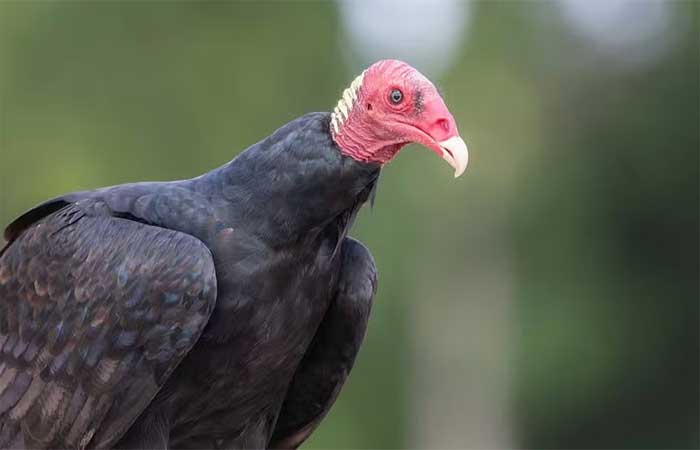 Mercúrio é encontrado em penas de urubu-de-cabeça-vermelha na Amazônia